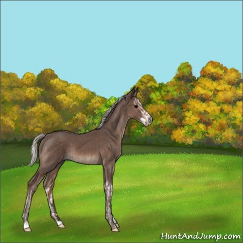 Horse Color:Silver Black Splash  and Silver Black 