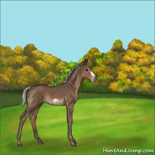 Horse Color:Silver Black Frame 