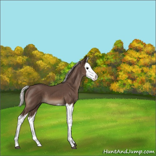 Horse Color:Silver Black Splash 