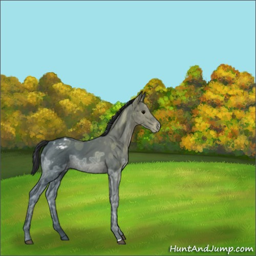 Horse Color:Black Ice Appaloosa Rabicano 