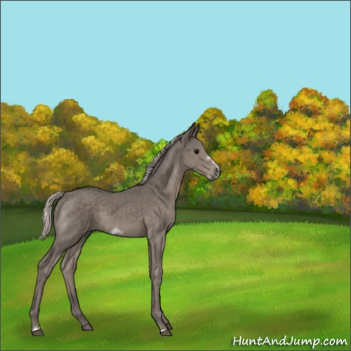 Horse Color:Silver Black Frame 