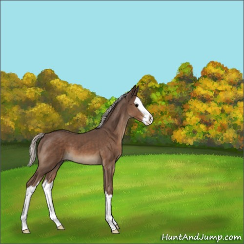Horse Color:Silver Black Splash 