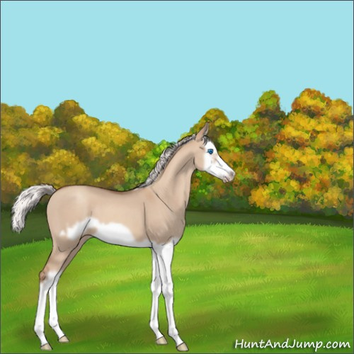 Horse Color:Silver Classic Champagne Dun Splash Frame 