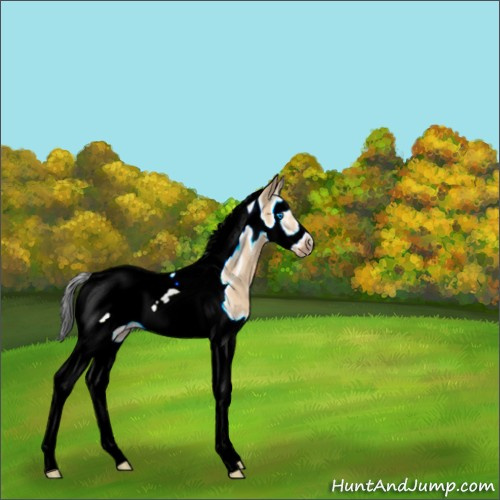 Horse Color:Bay Roan Dun Splash Tobiano Frame Rabicano 