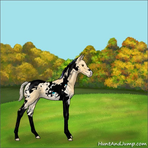 Horse Color:Palomino Dun Tobiano 