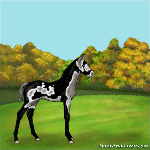 Horse Color:Grullo Splash Tobiano Frame 