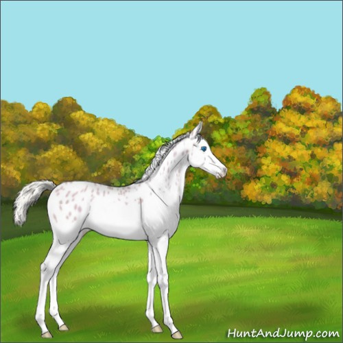 Horse Color:Watercolor Silver Classic Champagne Dun Sabino Splash Appaloosa 