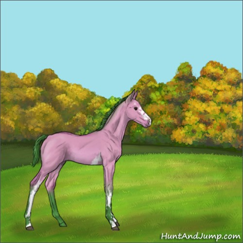 Horse Color:Watercolor White Spotted Bay Dun Sabino 