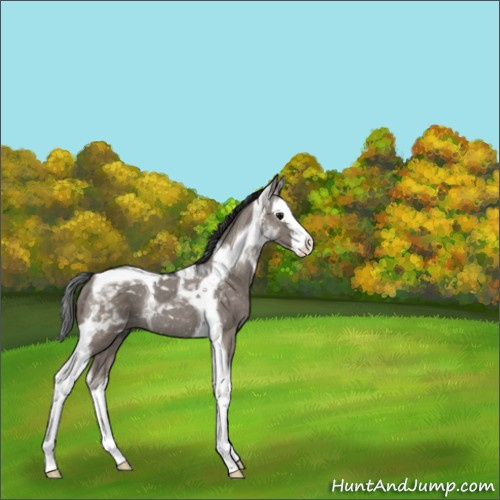 Horse Color:Grullo Sabino Splash Tobiano Rabicano 