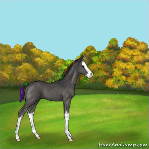Horse Color:Painted Grullo Splash 