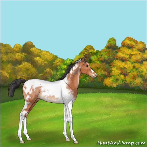 Horse Color:Bay Tobiano Rabicano 