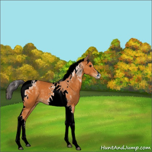 Horse Color:Buckskin Tobiano 