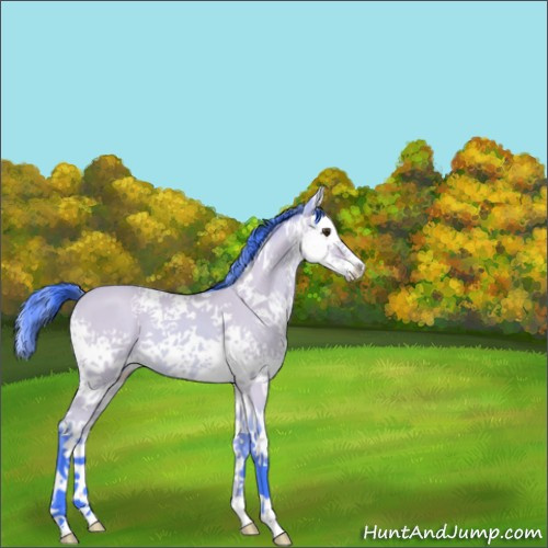 Horse Color:Watercolor White Spotted Buckskin Dun Sabino Splash 