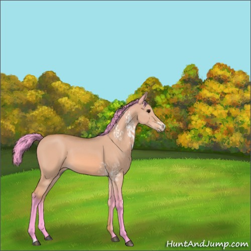Horse Color:Watercolor White Spotted Bay Dun 