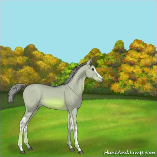 Horse Color:Watercolor White Spotted Red Dun 