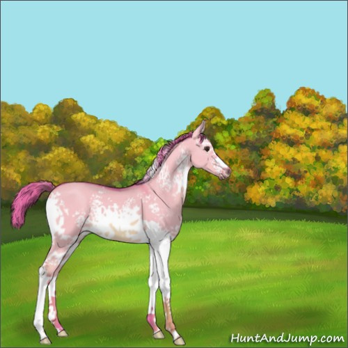 Horse Color:Watercolor White Spotted Red Dun 