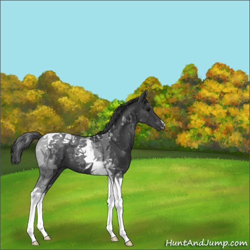 Horse Color:Black Tobiano 
