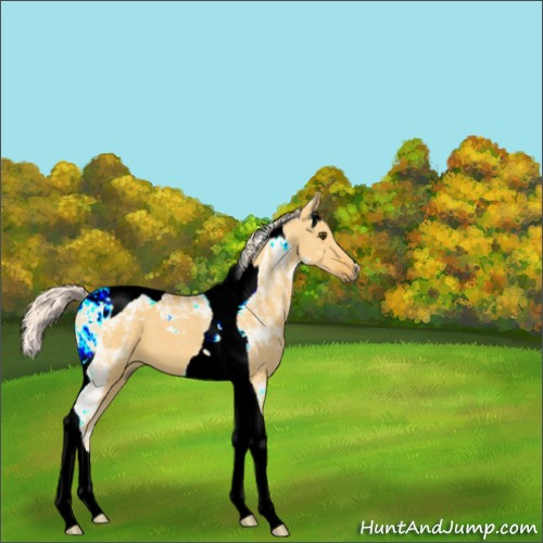 Horse Color:Palomino Dun Tobiano 