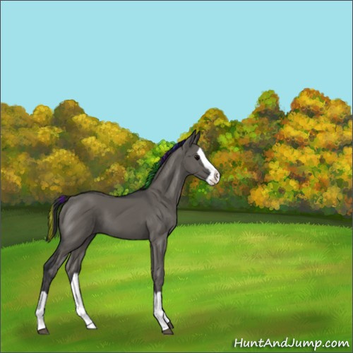 Horse Color:Painted Grullo Splash 