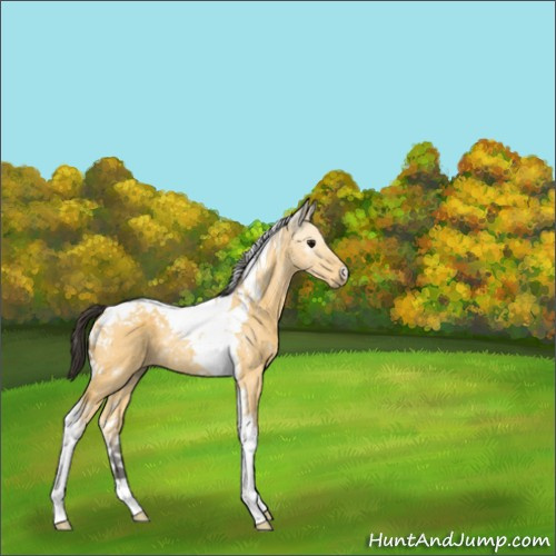 Horse Color:Buckskin Tobiano 