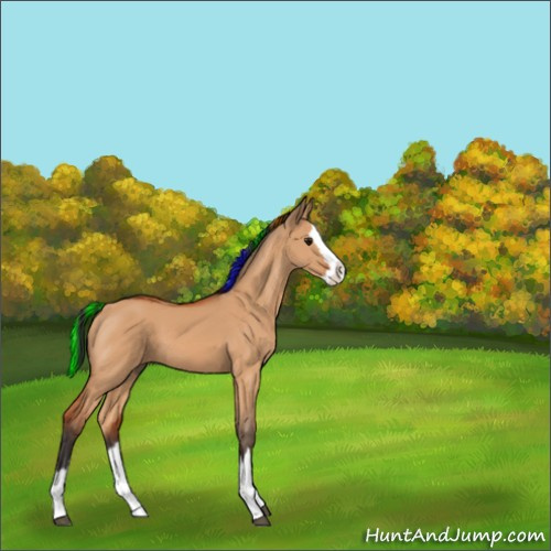 Horse Color:Painted Bay Dun Sabino Splash 