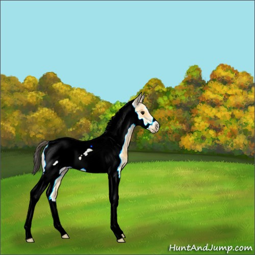 Horse Color:Buckskin Tobiano Frame Rabicano 