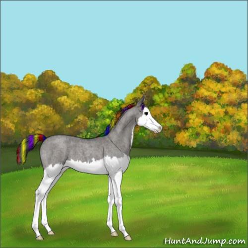 Horse Color:Painted Grullo Roan Sabino Splash 