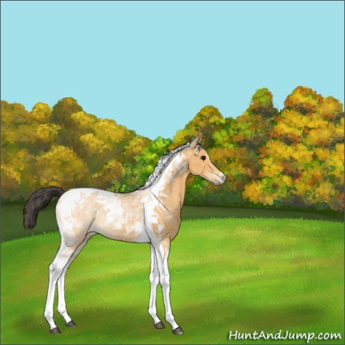 Horse Color:Buckskin Tobiano 