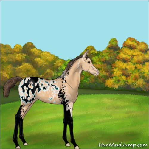Horse Color:Bay Dun Tobiano Appaloosa 