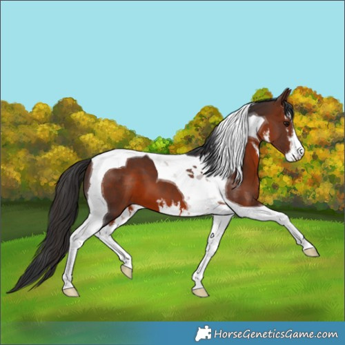 Horse Color:White Spotted Bay Tobiano 