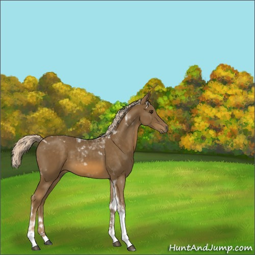 Horse Color:Chocolate Palomino Tobiano 