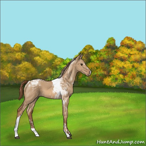 Horse Color:Red Dun Tobiano 