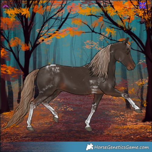 Horse Color:Liver Chestnut Tobiano 