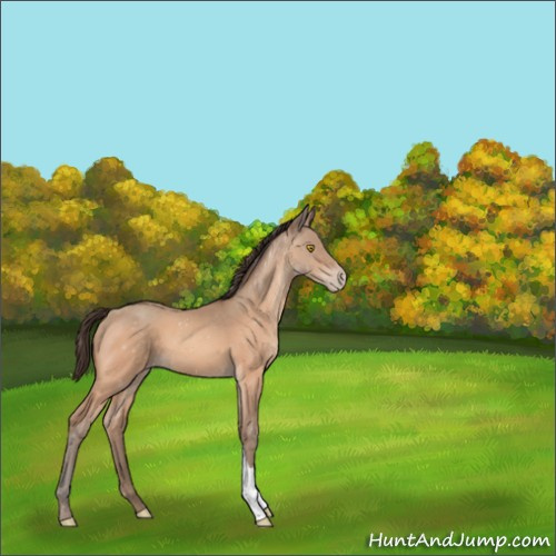 Horse Color:Amber Champagne Appaloosa 