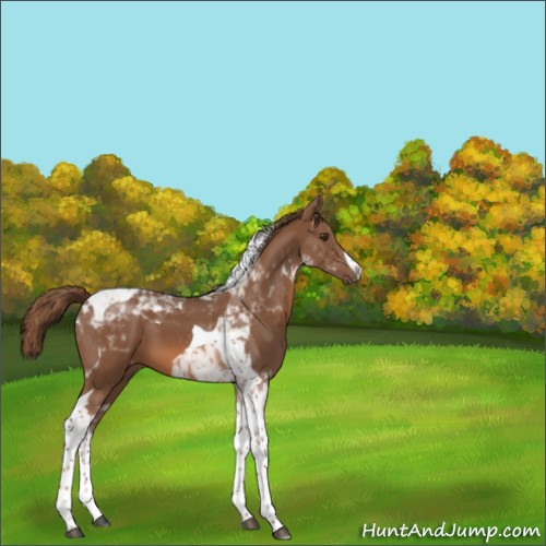 Horse Color:Chestnut Tobiano 