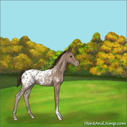 Horse Color:Classic Champagne Appaloosa 