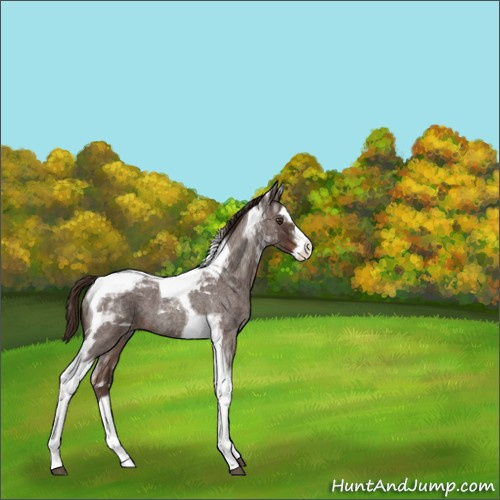 Horse Color:Liver Red Roan Splash Tobiano 