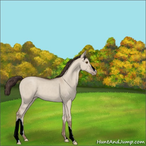 Horse Color:Classic Champagne Dun 