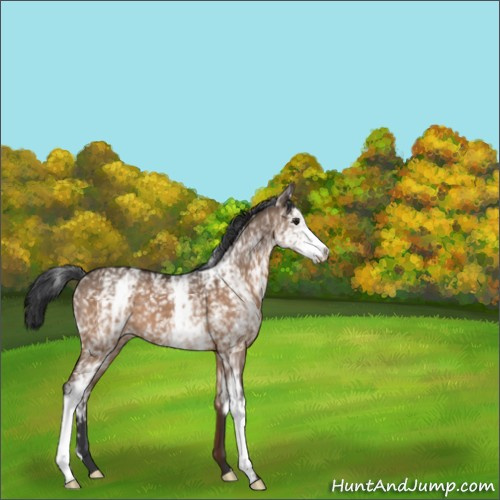 Horse Color:White Spotted Brown Dun 