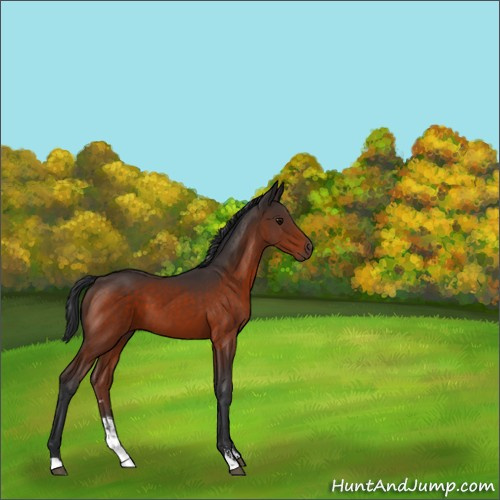 Horse Color:Bay Sabino 