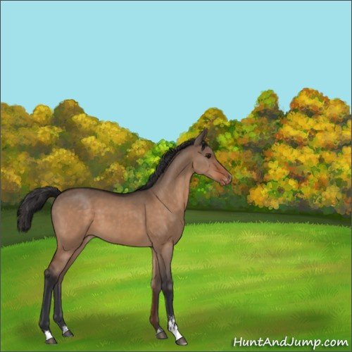 Horse Color:Bay Dun Sabino Appaloosa 