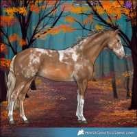 Horse Color:Chocolate Palomino Tobiano 