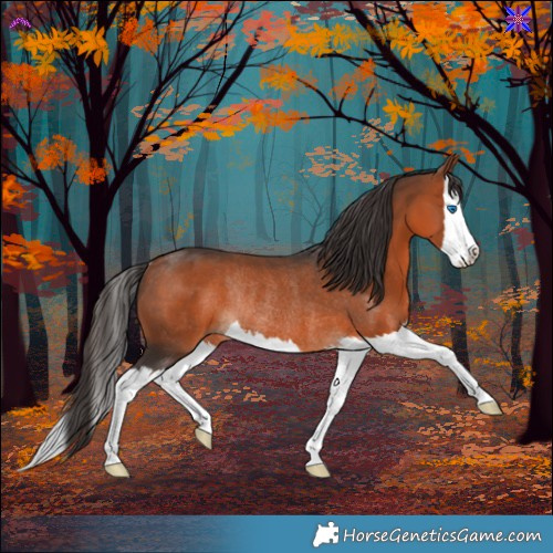 Horse Color:White Spotted Bay Splash Rabicano 