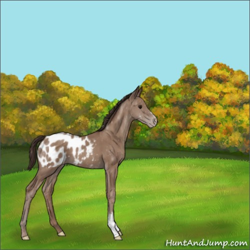 Horse Color:Classic Champagne Appaloosa 