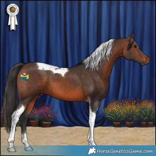 Horse Color:Brown Tobiano 