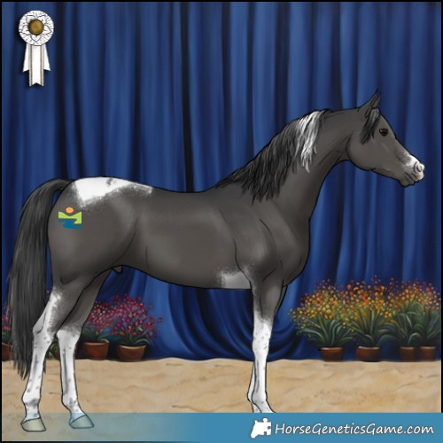 Horse Color:Black Tobiano 