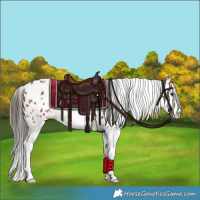Horse Color:Bay Splash Appaloosa Rabicano 