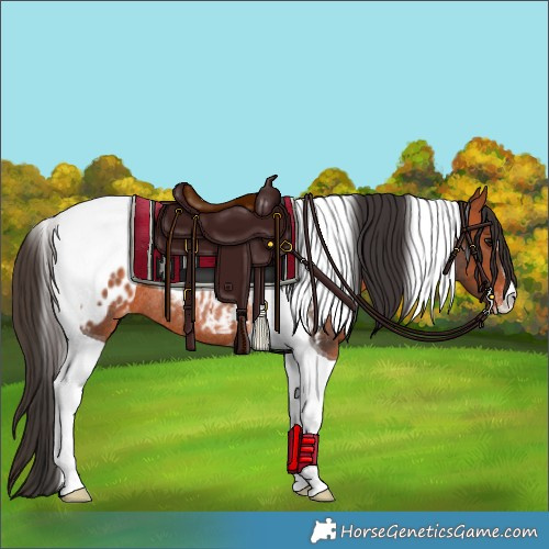 Horse Color:Bay Tobiano Appaloosa Rabicano