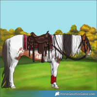 Horse Color:Bay Tobiano Appaloosa Rabicano 