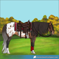 Horse Color:Bay Appaloosa